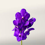 Royal Magic Vanda Cut Orchid in Vase