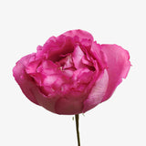 Yves Piaget Scented Rose