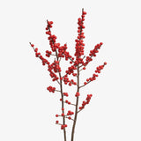 Lantern Red Ilex