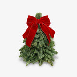 Noble Fir Mini Tree