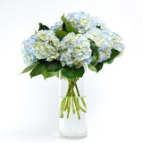 Riviera Hydrangea