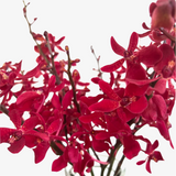 Ruby Mokara Orchid