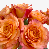 Cosimo Garden Rose