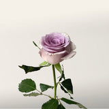 Enchantment Rose