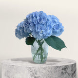 Azura Hydrangea