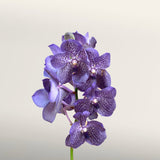 Midnight Garden Vanda Cut Orchid