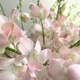 Powder Pink Dendrobium Cut Orchid