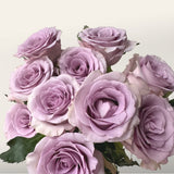 Enchantment Rose