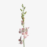Powder Pink Dendrobium Cut Orchid