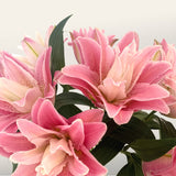 Abundance Rose Lily