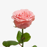Babylon Pink Rose