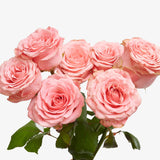 Babylon Pink Rose