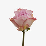 Antico Rose