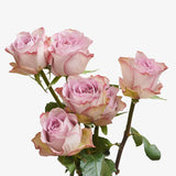 Antico Rose