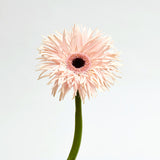 Confetti Pink Gerbera