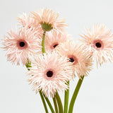 Confetti Pink Gerbera