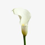 Stargazer Calla Lily