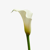 Stargazer Calla Lily