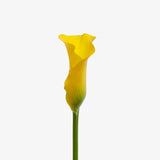 Golden Flute Calla Lily