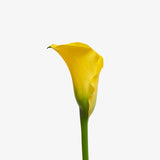 Golden Flute Calla Lily