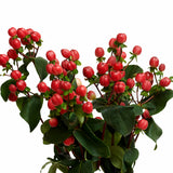 Tango Red Hypericum