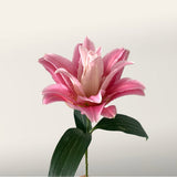 Abundance Rose Lily