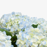 Riviera Hydrangea