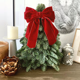 Noble Fir Mini Tree