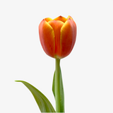 Persimmon Tulip