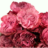 Marquess Rose