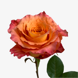 Chinese New Year Cosimo Rose