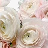 Pirouette Ranunculus