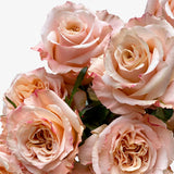 Bellini Hybrid Tea Rose