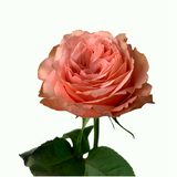 Napali Rose