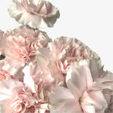 Lullaby Carnation
