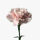 Lullaby Carnation