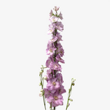Lilac Delphinium