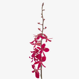 Ruby Mokara Orchid