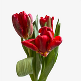 Carmine Parrot Tulip