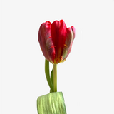 Carmine Parrot Tulip