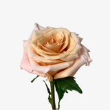 Bellini Hybrid Tea Rose