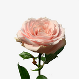Angelicus Rose