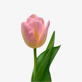 Pink Napoleon Tulip
