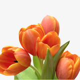 Persimmon Tulip