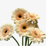 Champagne Peach Gerbera