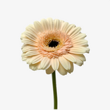Champagne Peach Gerbera