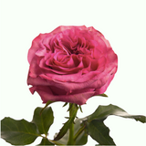 Marquess Rose