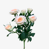 Cashmere Spray Rose
