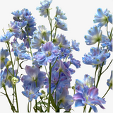 Skylight Delphinium