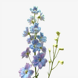 Skylight Delphinium